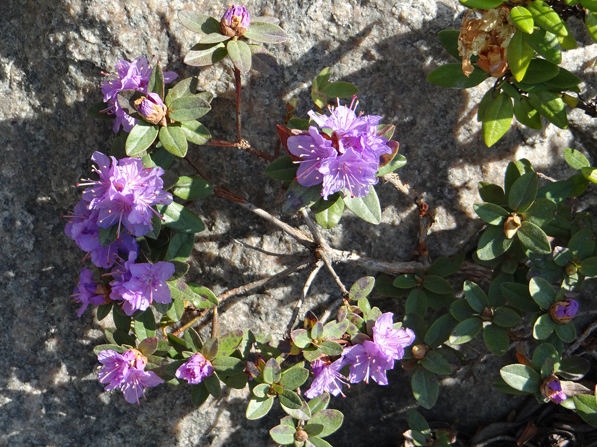 Kleine lila Rhododendronblüten