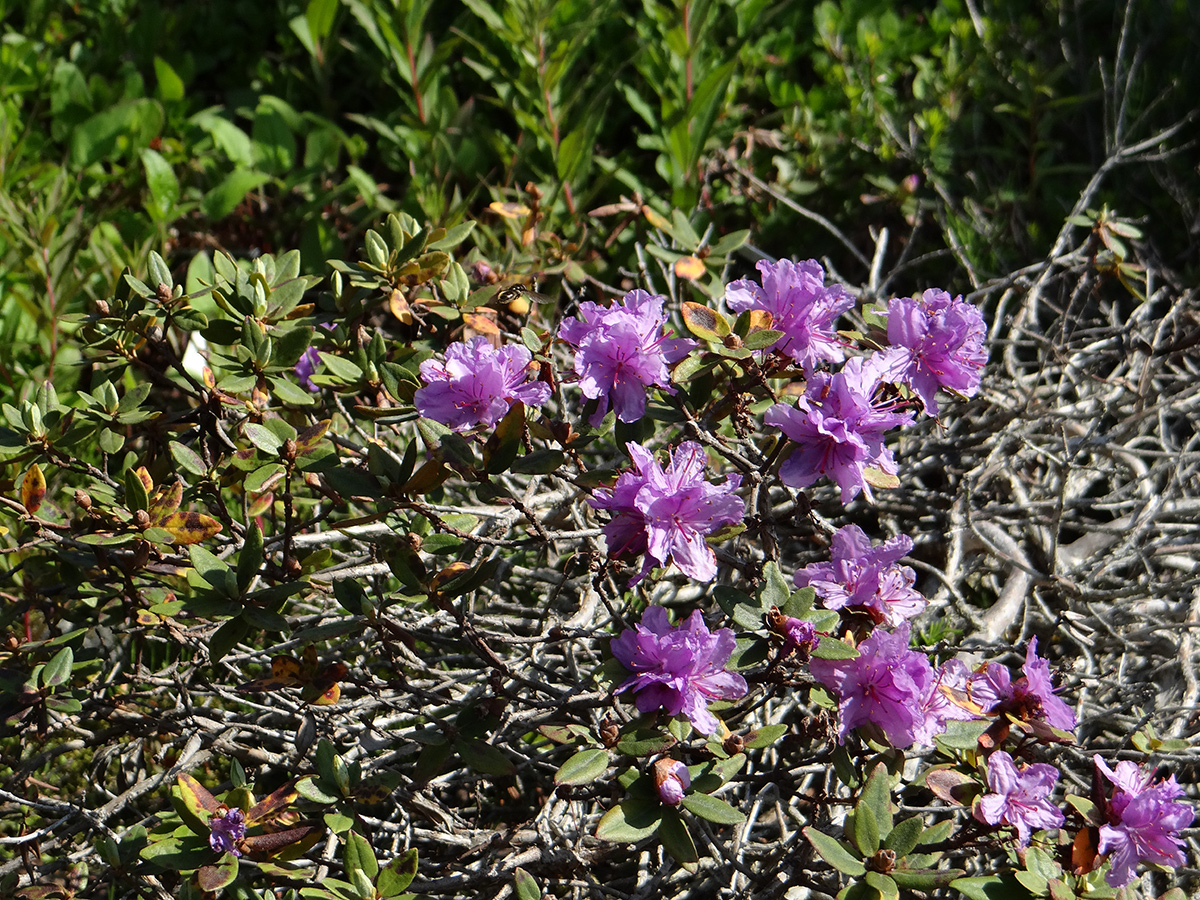 Kleiner Rhododendron -Strauch