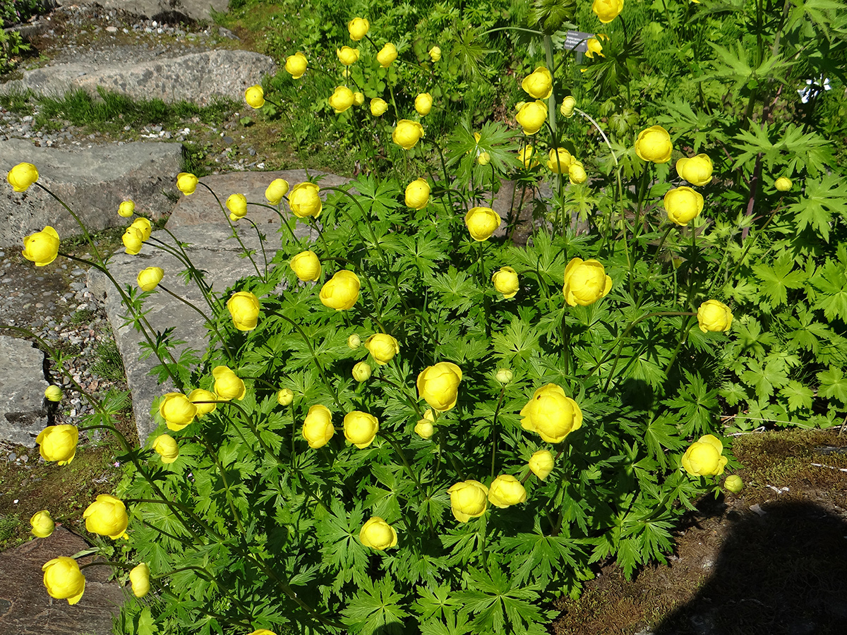 bauchige leuchtend gelbe Blüten