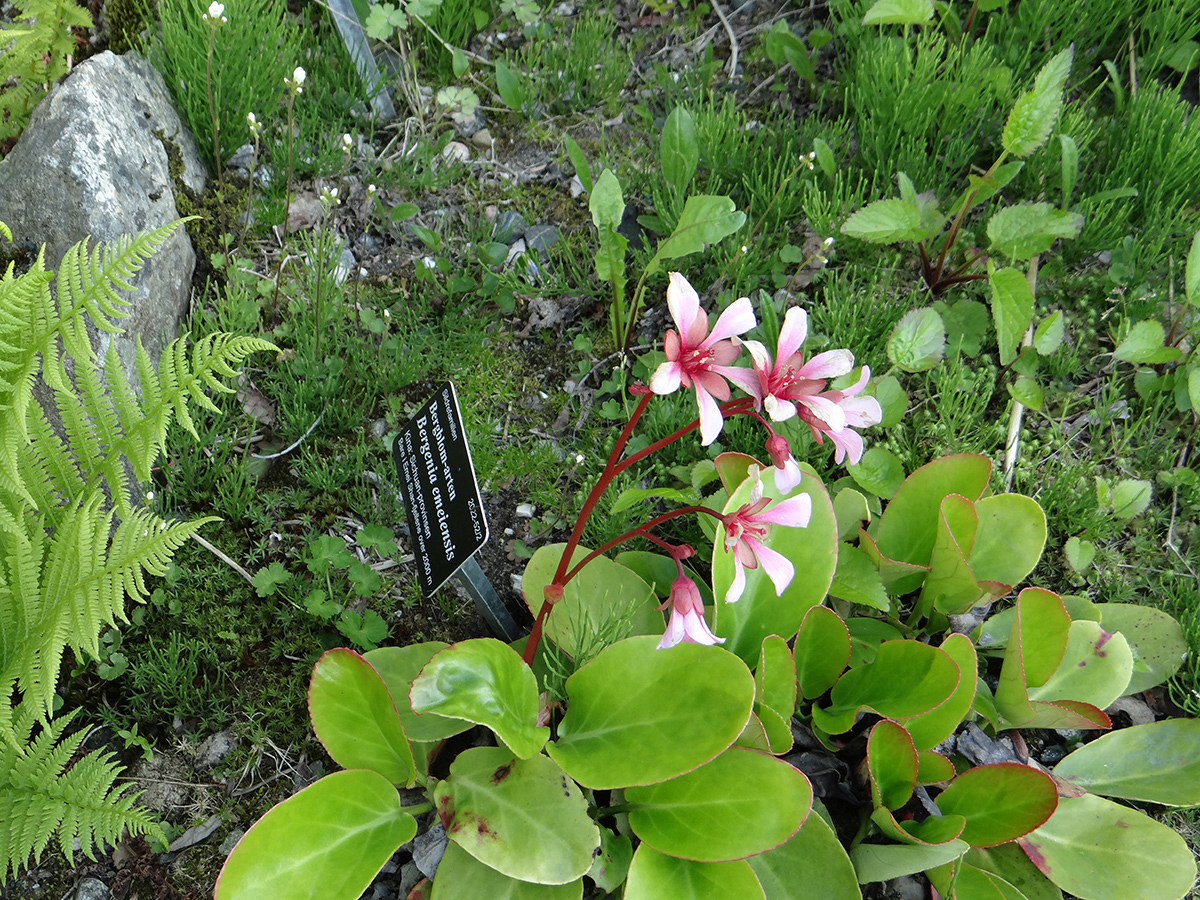 Pink Bergenia emeimensis Blumen