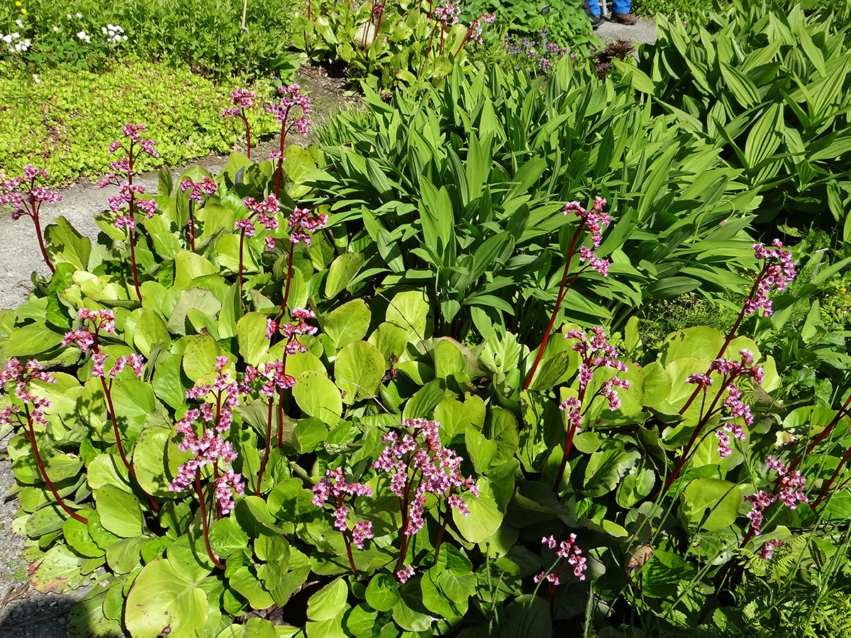 Bergenia crassifolia