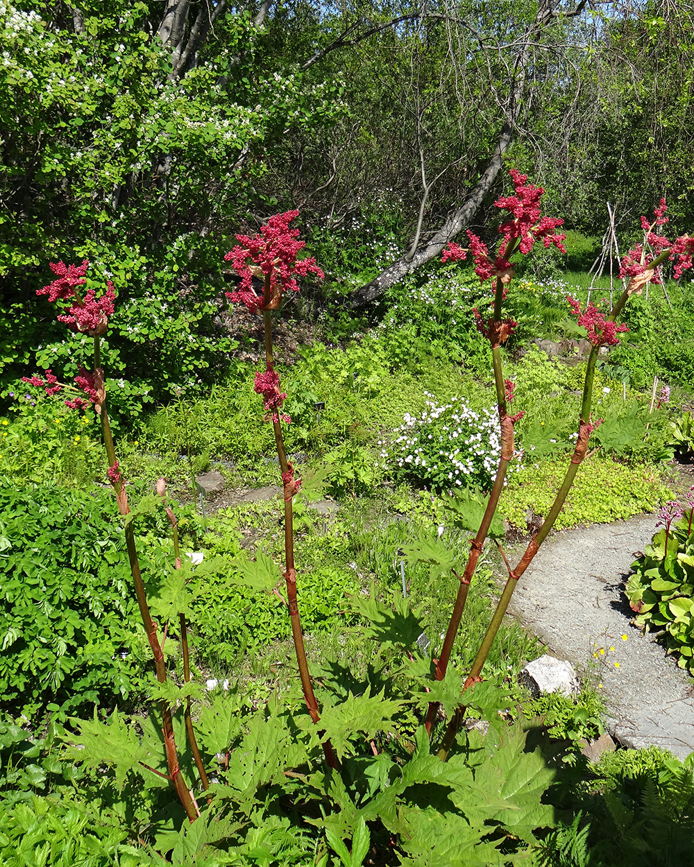 Stängel aus roten Rheum palmatumblüten