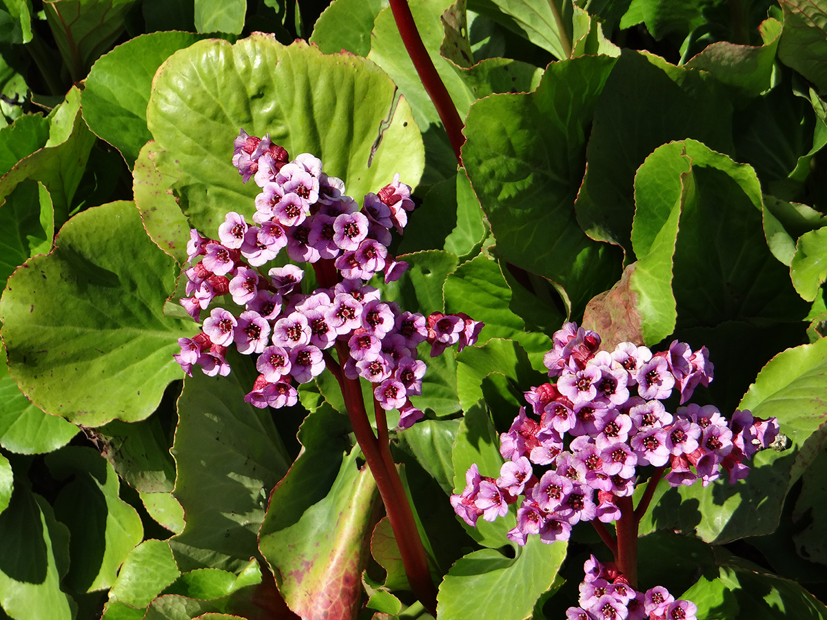 Nahaufnahme von Bergenia Cordfolia