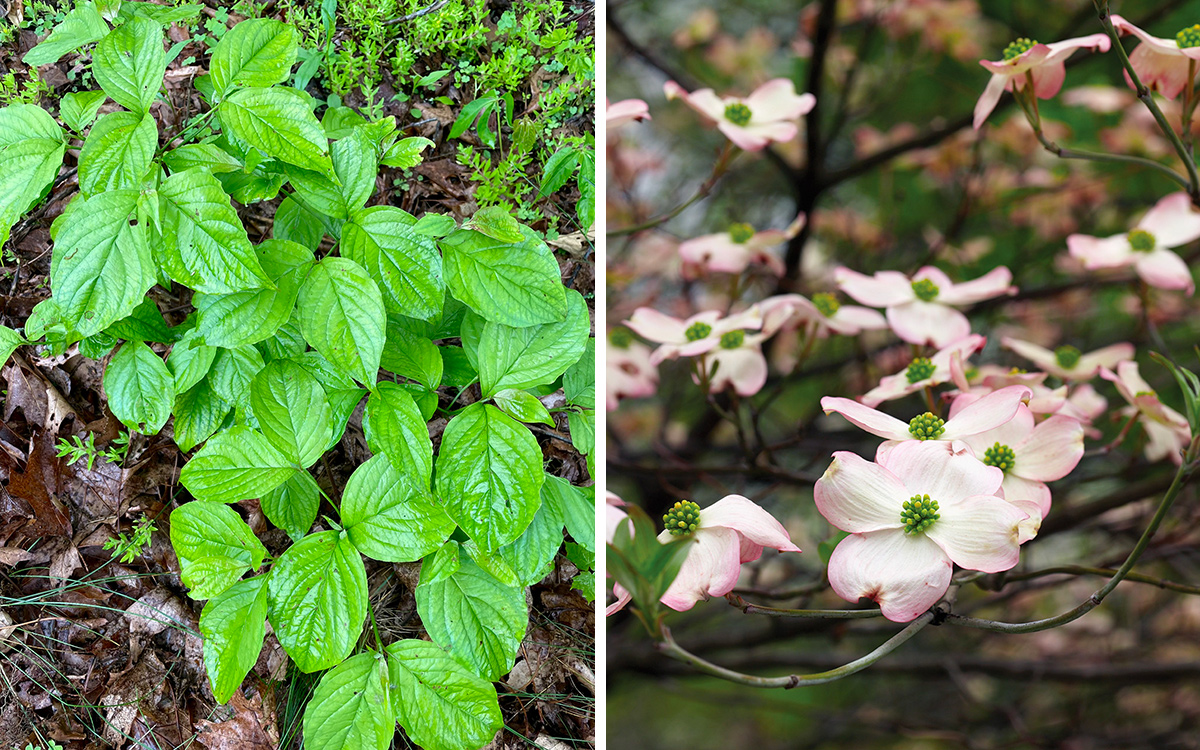 Gut erzogene Selbstsassistierpflanzen für den Nordosten 2 Blühender Hundwood -Sämling und Blumen