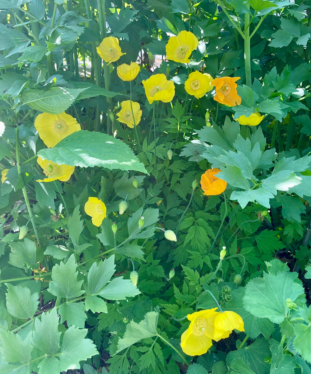 Gut erzogene Selbstsassistierpflanzen für den Nordosten 3 gelbe und orangefarbene Poppsies
