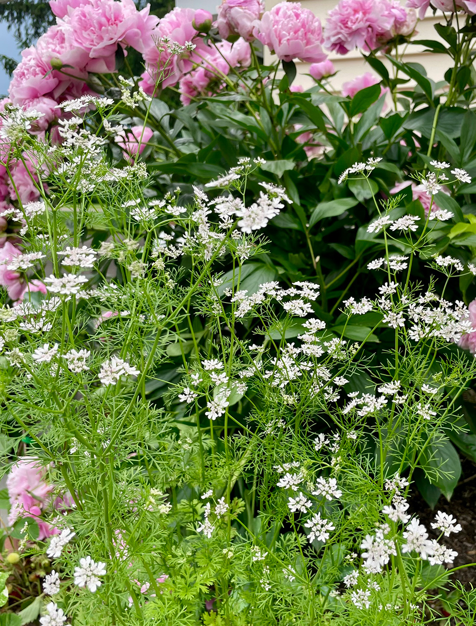 Gut erzogene Selbstsassistierpflanzen für den Nordosten 5 Korianderblume