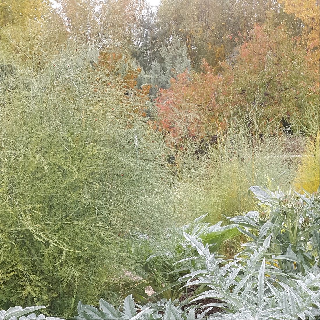 Köstliches und schönes mehrjähriges Gemüse 2 Spargelblätter im Garten
