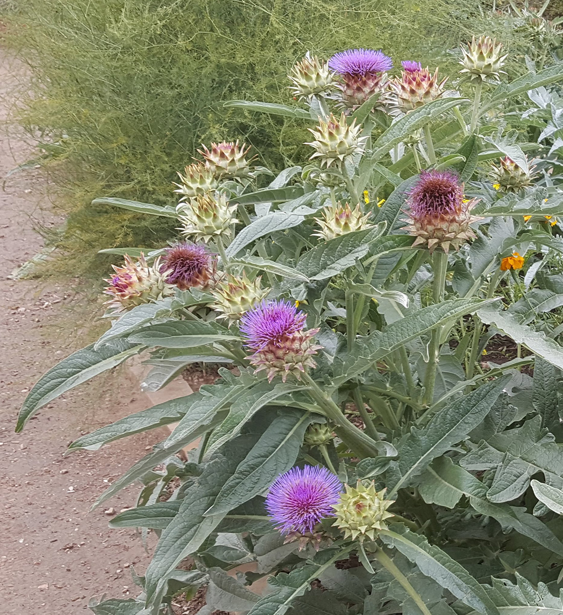 Köstliches und schönes mehrjähriges Gemüse 4 Artischockenpflanzen in Blüte
