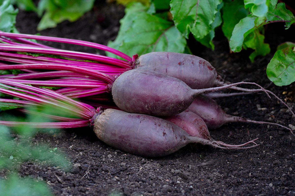 Die besten Rüben anbauen - feine Gartenarbeit 4 Zylindra -Rüben
