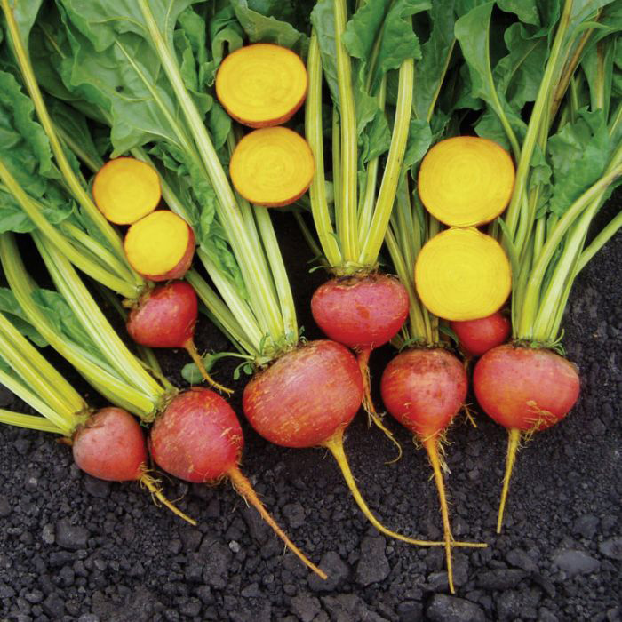 Die besten Rüben anbauen - feine Gartenarbeit 5 Prüfstein Gold