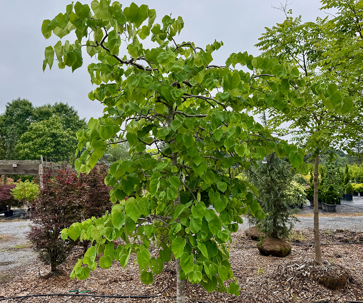 Vanille -Twist weint Redbud