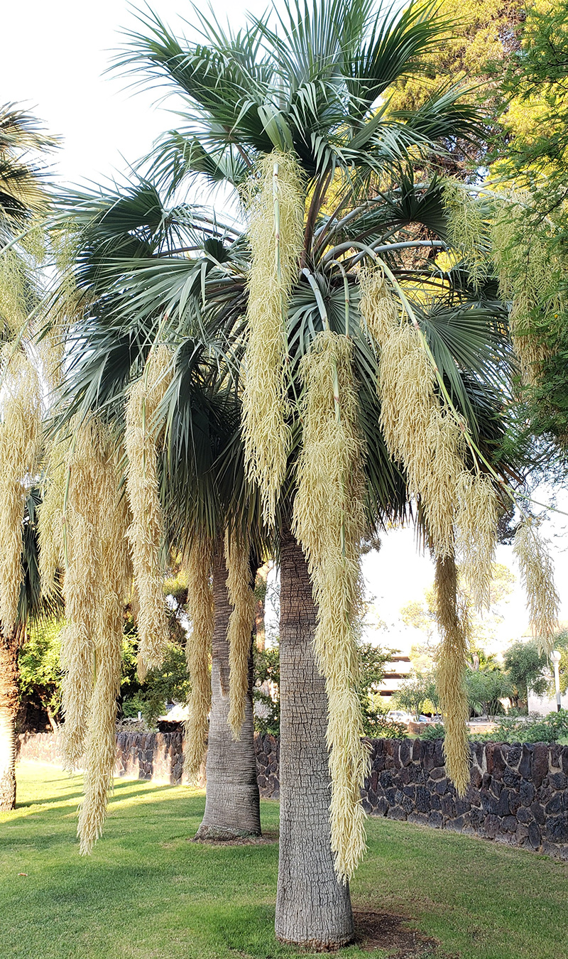 Mexikanischer blauer Hessper -Palme