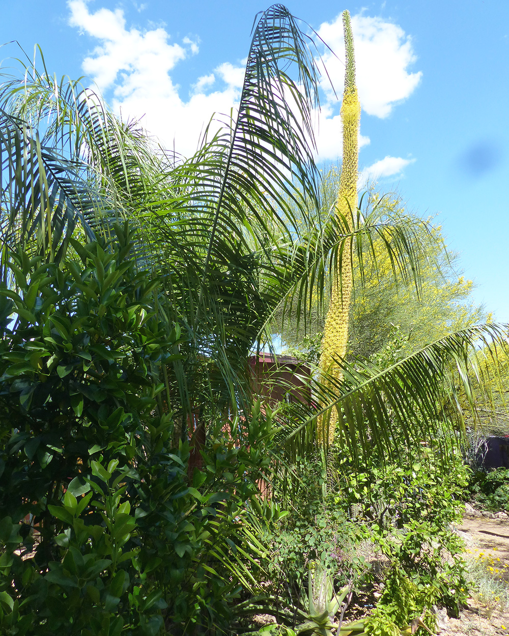 Mule Palm Fromds