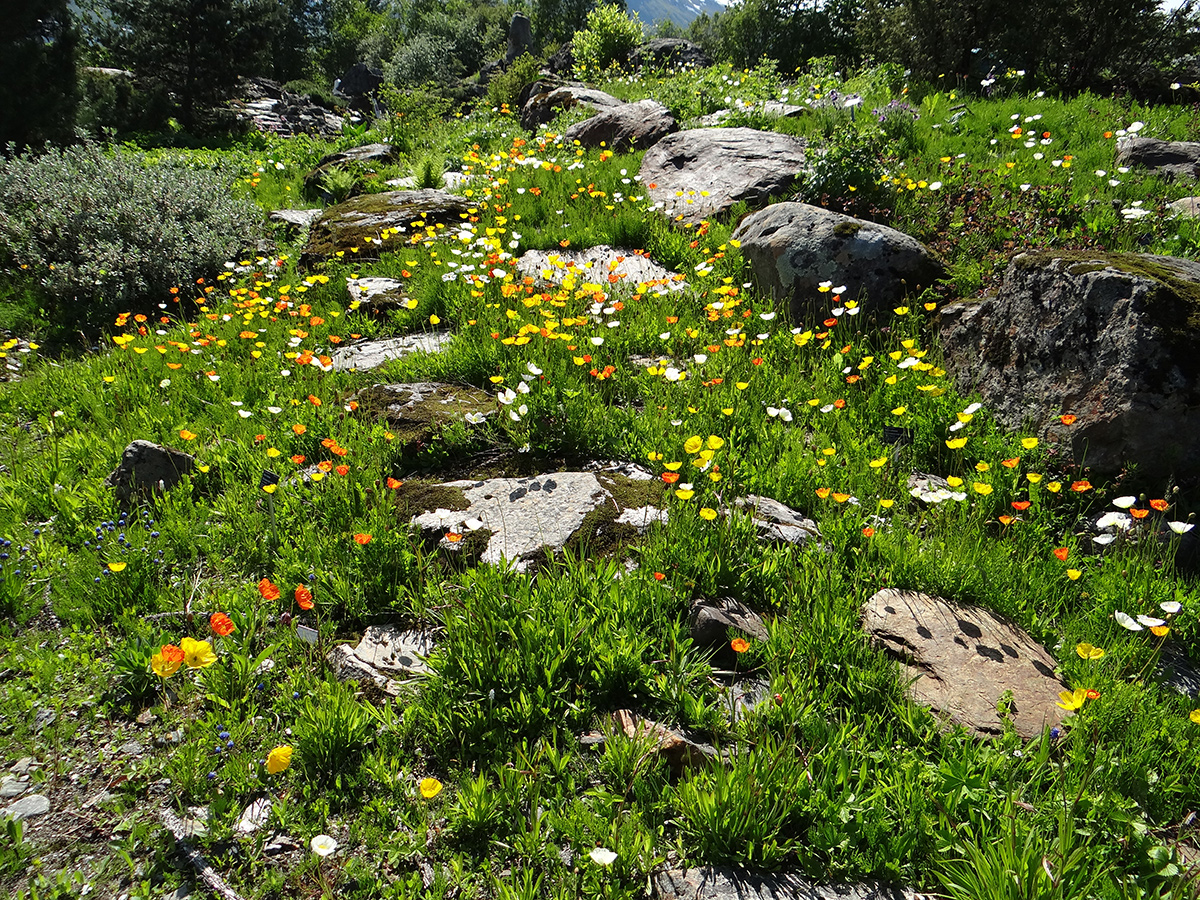 Ungewöhnliche Bodenabdeckungen mit zuverlässigem Interesse 6 California Poppsies als Bodenabdeckungen
