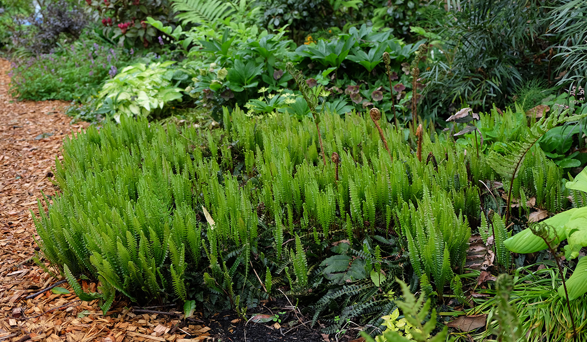 Ungewöhnliche Bodenabdeckungen mit zuverlässigem Interesse 5 Alpenwasserfarn