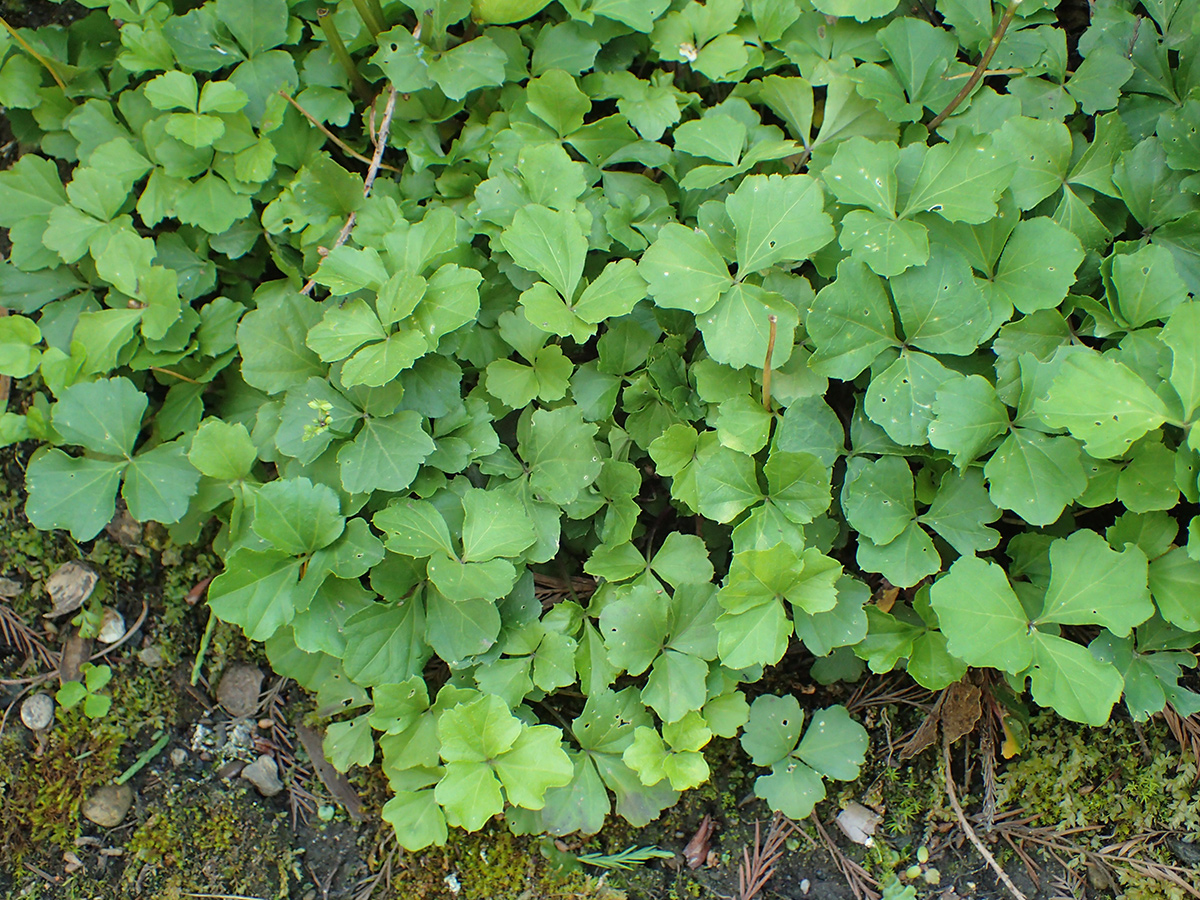 Ungewöhnliche Bodenabdeckungen mit zuverlässigem Interesse 4 Trifoliate Bittercres