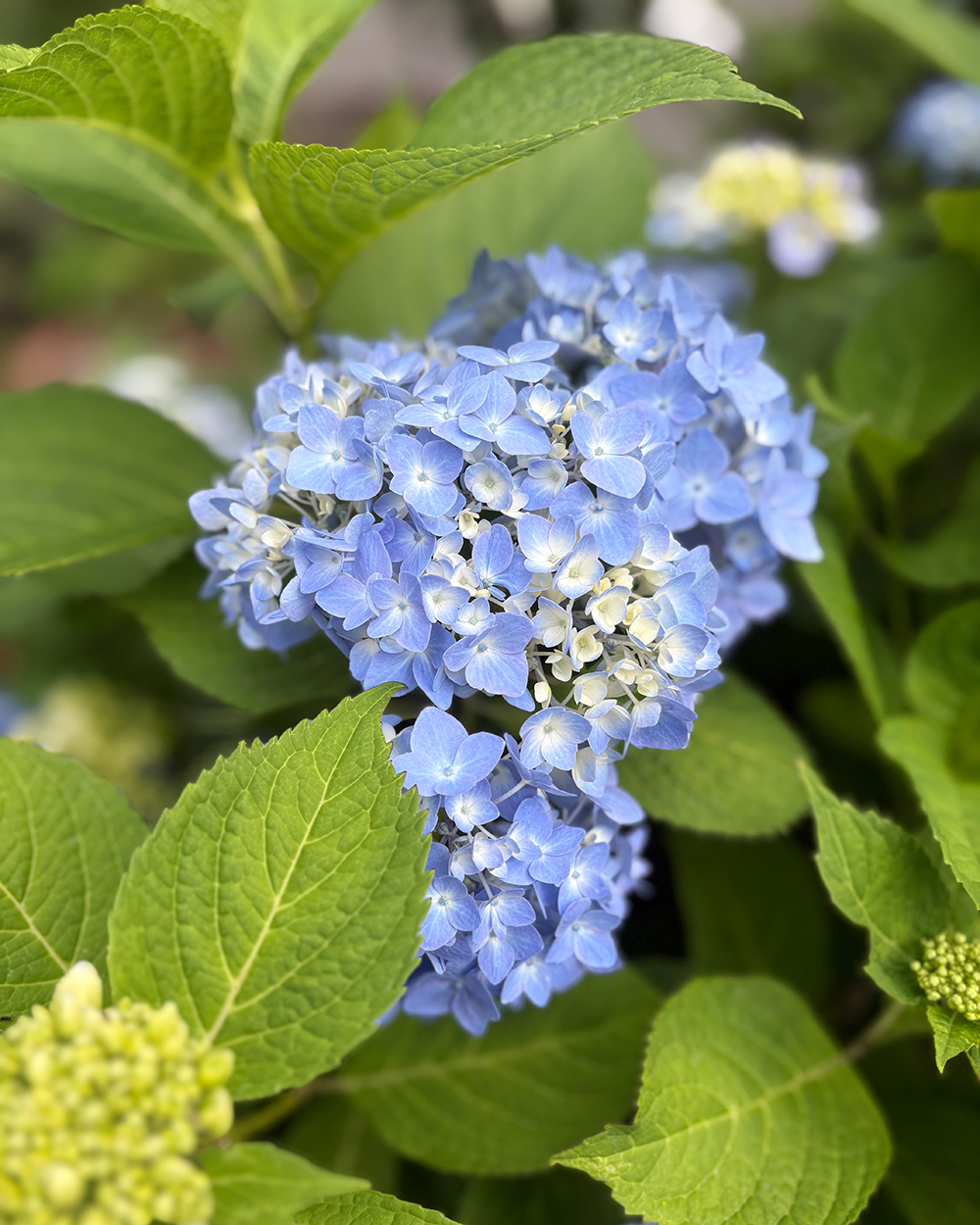 hellblaue Hydrogea Blüte