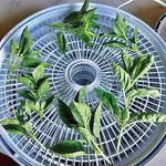 Die besten Rüben anbauen - feine Gartenarbeit 8 Die besten Ruben anbauen feine Gartenarbeit