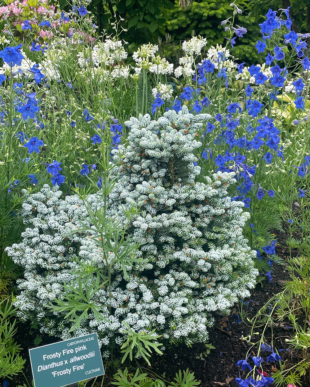 Weißer Nadelbaum von blauen Blumen umgeben
