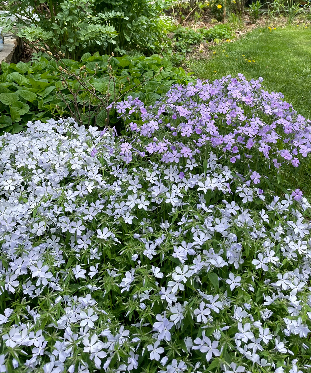 Gut erzogene Selbstsassistierpflanzen für den Nordosten 1 Waldphlox