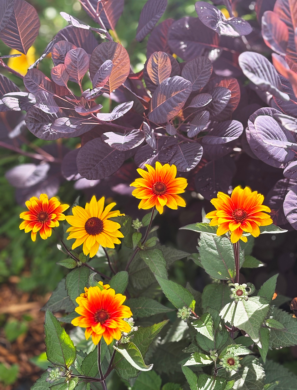 Orangenblüten vor dem lila Laub