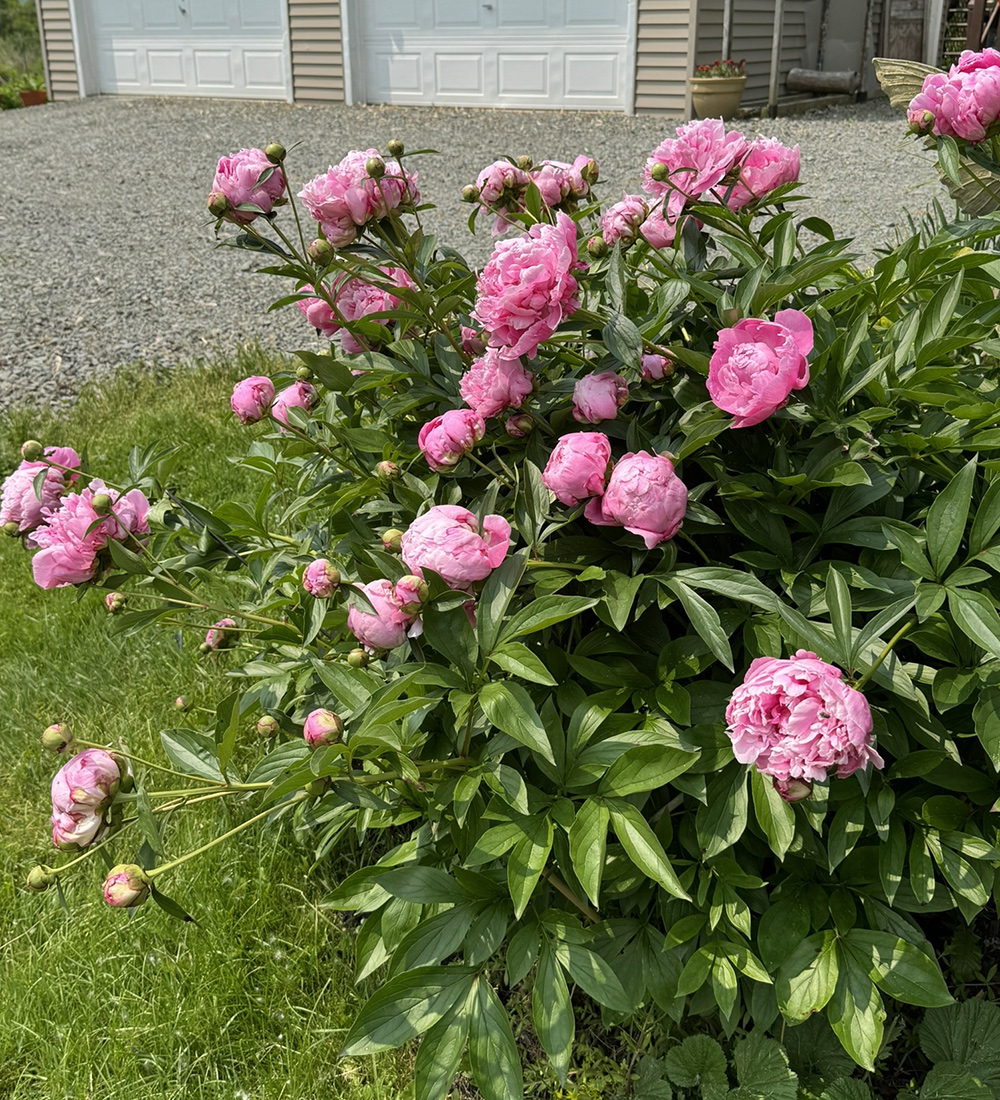 rosa Pfingstrose
