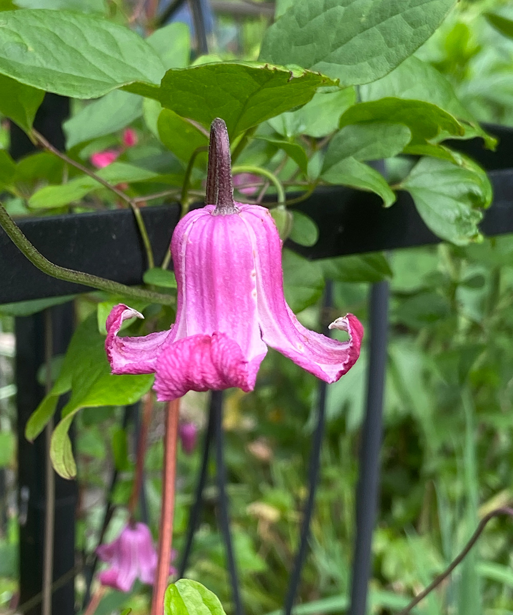 Ada Moon Clematis