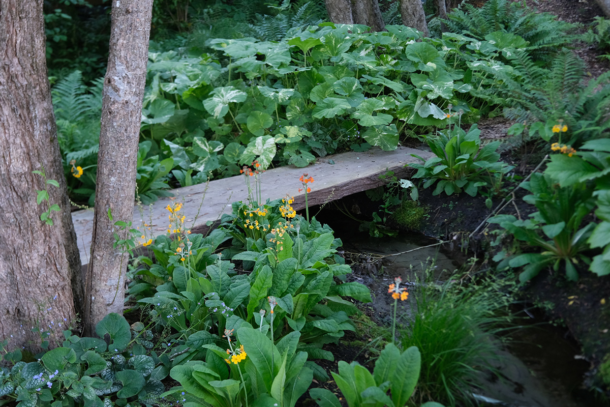 Ungewöhnliche Bodenabdeckungen mit zuverlässigem Interesse 1 variierte Pflanze im Schattengarten