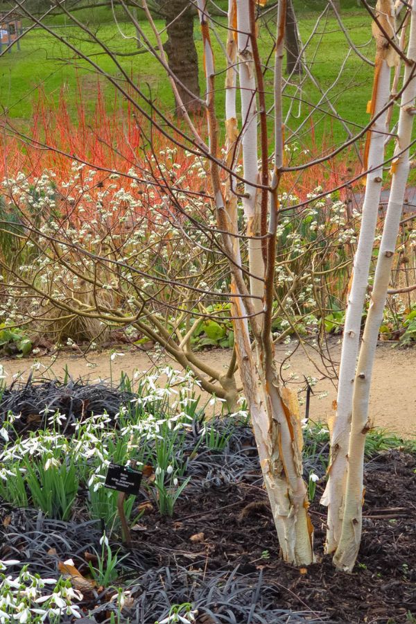 Canva kew 2.jpg