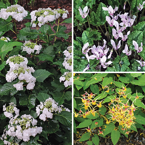 Fg223av shade blooms 1x1 1.jpg