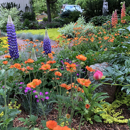 Gpod phipps1 7 bold colored flowers thumb 1x1.jpg