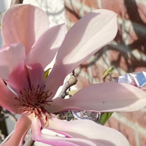 Gpod rivera 2 magnolia liliiflora flower thumb 1x1.jpg