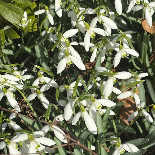 Gpod zambelli mudry p1 6 snowdrop thumb 1x1.jpg