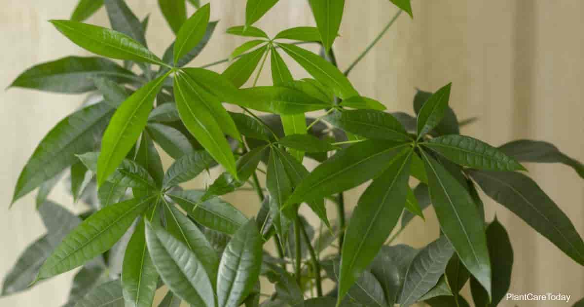 Lhf 51695 money tree leaves turning yellow t1 min.jpg