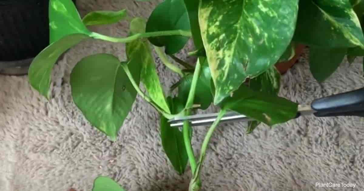 Lhf 51739 how to prune pothos t1 min.jpg
