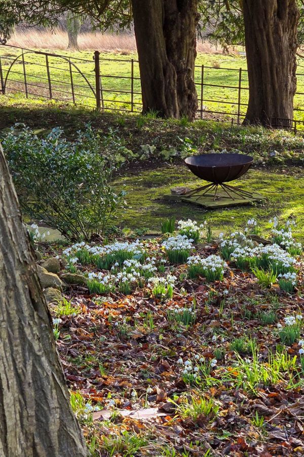 Canva snowdrops 3.jpg