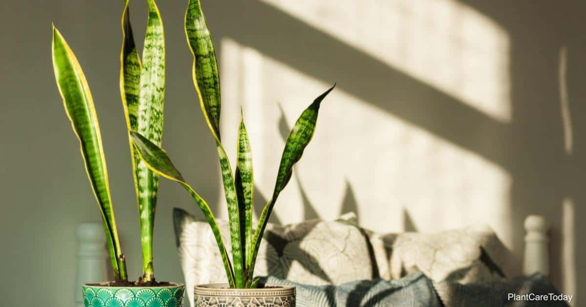 Lhf 53964 underwatered snake plant t1.jpg