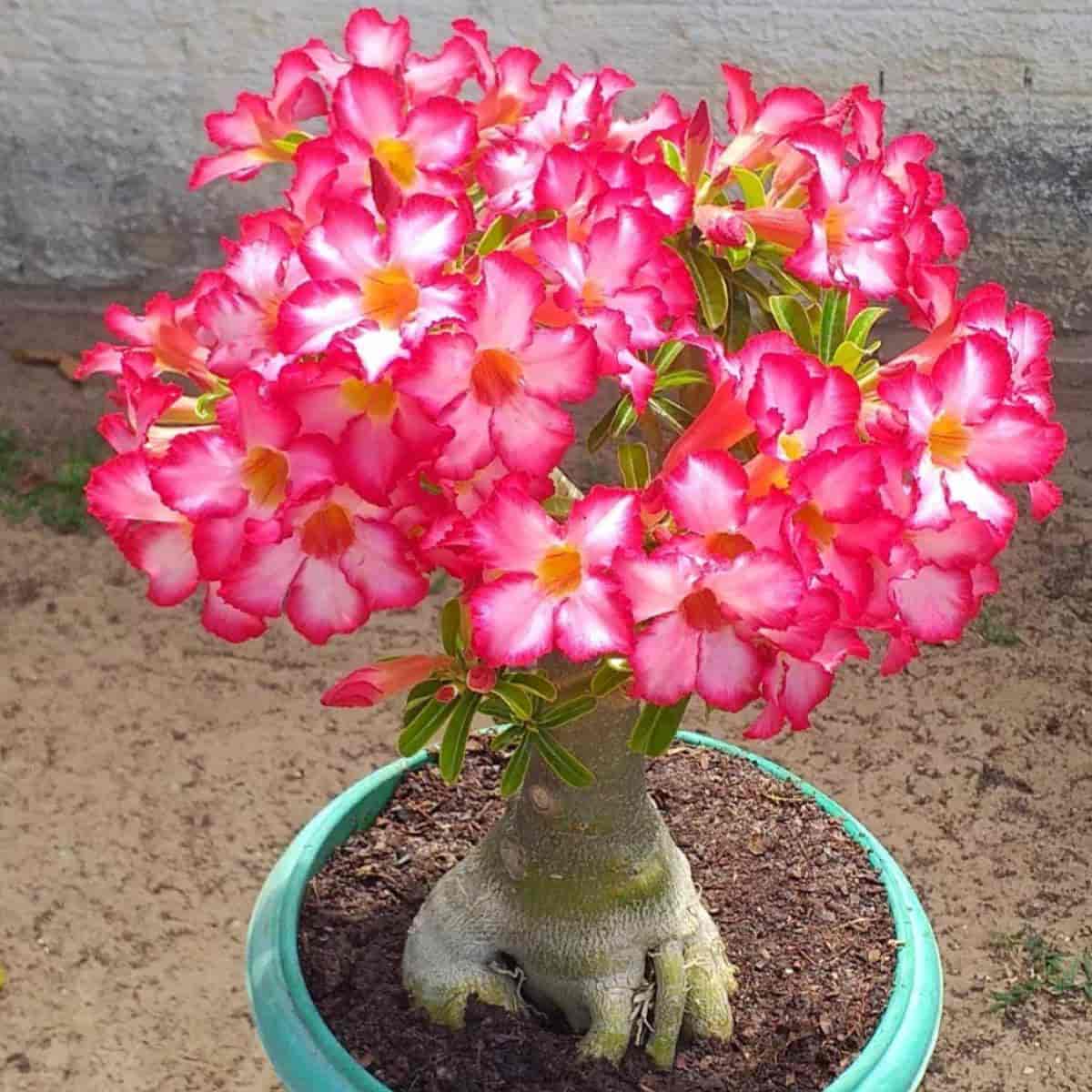 Sm 11517 adenium ig vytinho rosadodeserto22 01 t1.jpg
