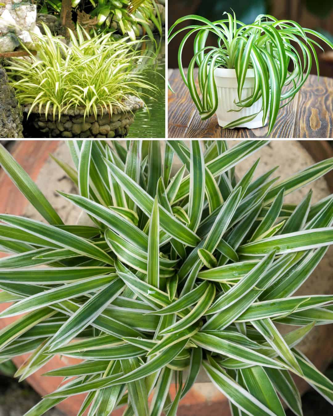 Ttlid 60105 spider plant facts t1.jpg