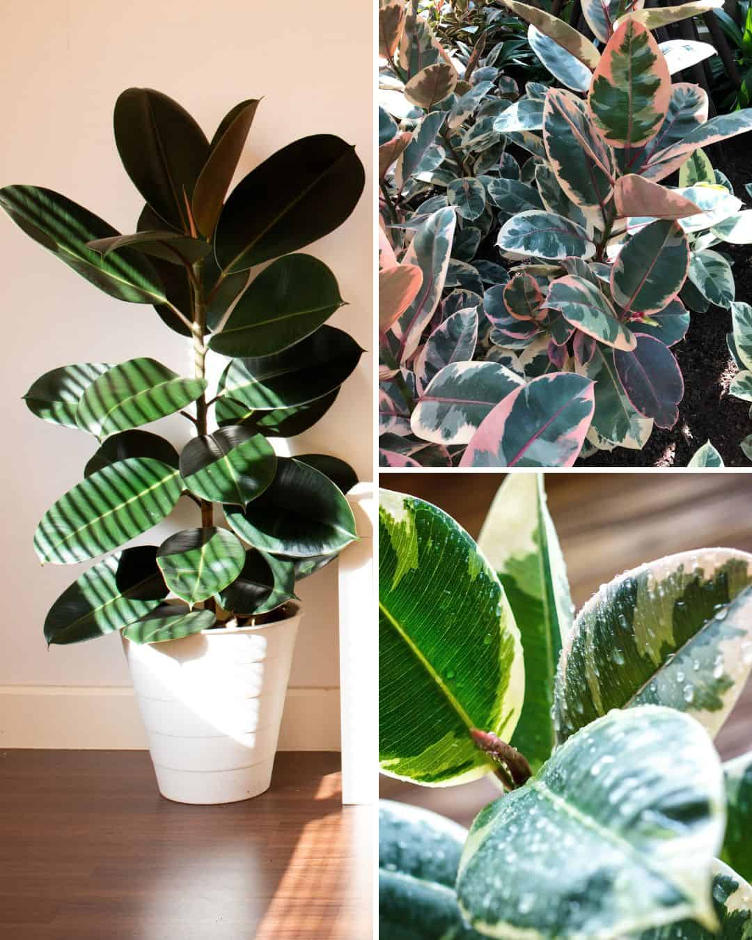 Ttlid 60135 uses for ficus plants t1.jpg