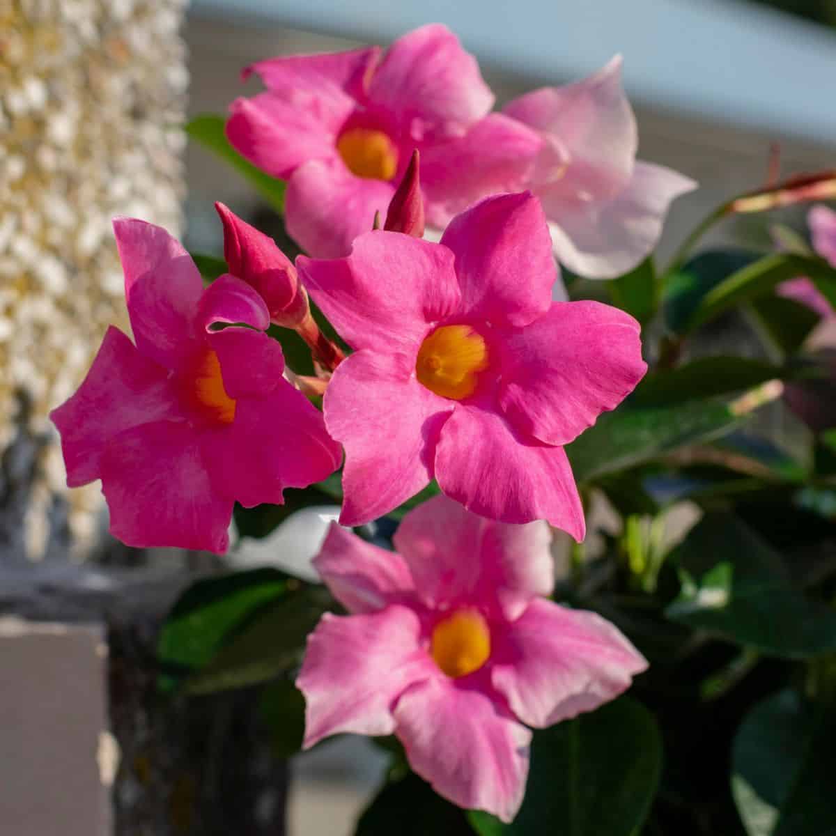 Ttlid 60174 mandevilla facts t1.jpg
