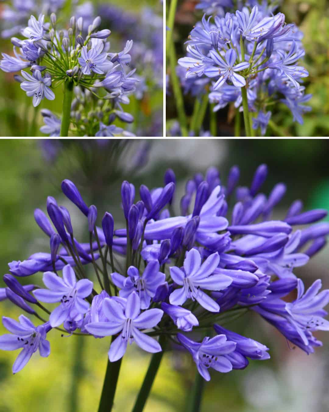 Ttlid 60202 agapanthus facts t1.jpg