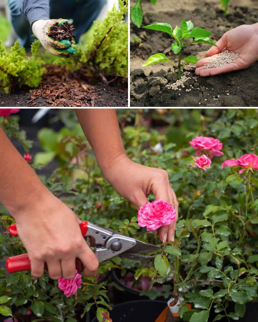 Ttlid 60430 gardening tasks feb south t1.jpg