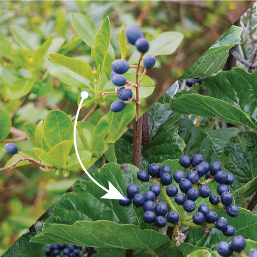 01 rgmw privet alternatives 1x1 1.jpg