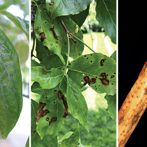Fg199 dogwood diseases main thumb 1x1.jpg