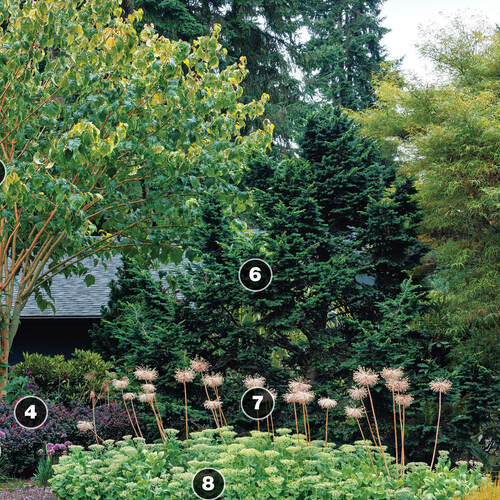 Fg223 dixon plant ids4 thumb 1x1.jpg