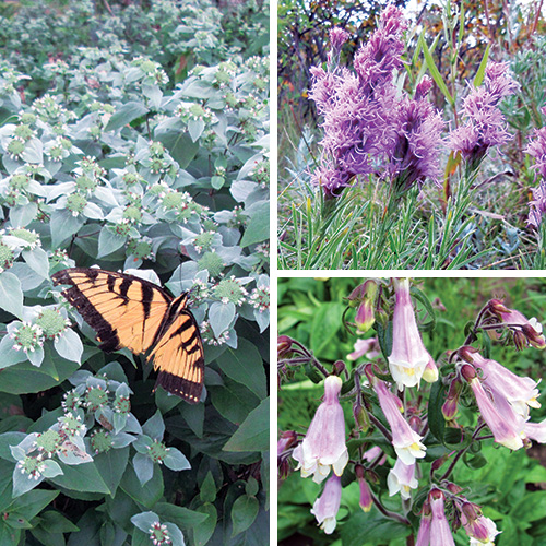 Fg223 rg native perennials 1x1 1.jpg