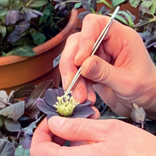 Fg223 creating disease resistant plants main thumb 1x1.jpg