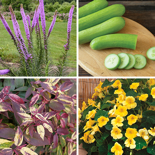 Fg223 new plants 1x1 1.jpg