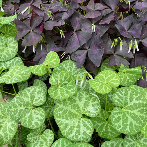 Gpod bolz purple oxalis with white veined pipeline thumb 1x1.jpg